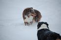 DSC_0118 (2)